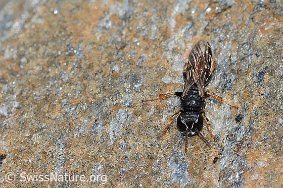 Foto: Wahrscheinlich Crabro alpinus (Grabwespe). Länge 10mm. Weibchen. Ansicht von oben.