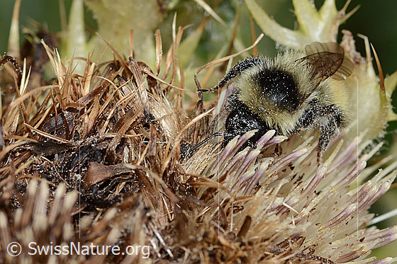 Photo: Bombus mesomelas on Cirsium spinosissimum. Length 15mm. View diagonally from the front.