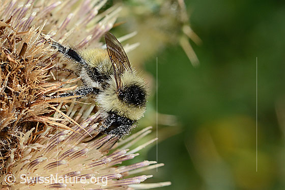 Foto: Berghummel (Bombus mesomelas) auf Alpen-Kratzdistel (Cirsium spinosissimum). Länge 15mm. Ansicht von der Seite.