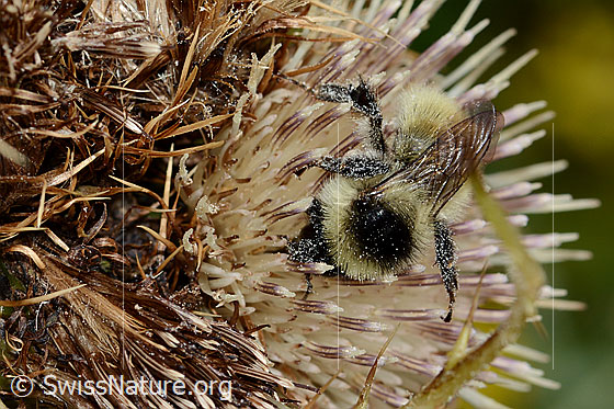 Foto: Berghummel (Bombus mesomelas) auf Alpen-Kratzdistel (Cirsium spinosissimum). Länge 15mm. Ansicht von vorne oben.