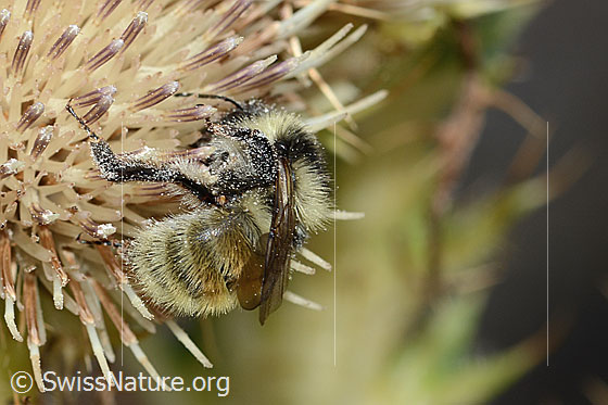 Photo: Bombus mesomelas on Cirsium spinosissimum. Length 15mm. View diagonally from behind.