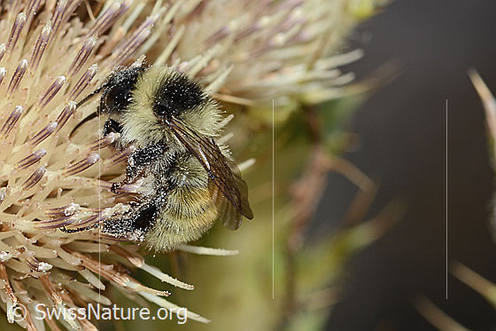 Photo: Bombus mesomelas on Cirsium spinosissimum. Length 15mm. View from the side.
