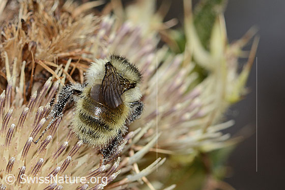 Photo: Bombus mesomelas on Cirsium spinosissimum. Length 15mm. View from behind.