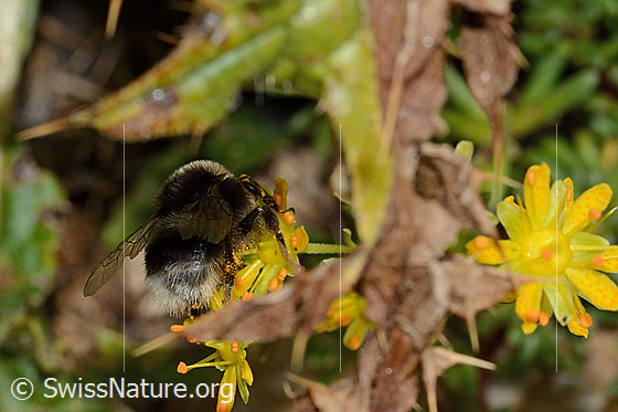 Foto: Wahrscheinlich Hellgelbe Erdhummel (Bombus lucorum) auf Bewimpertem Steinbrech (Saxifraga aizoides). Länge 16mm. Ansicht von hinten.