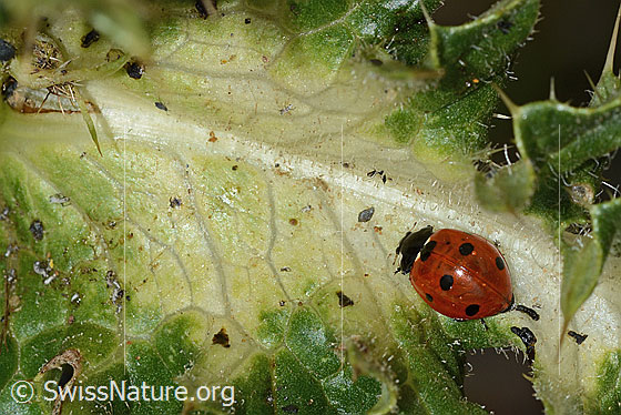 Foto: Siebenpunkt-Marienkäfer (Coccinella septempunctata) auf Alpen-Kratzdistel (Cirsium spinosissimum). Länge 8mm. Ansicht von oben.