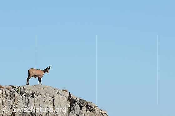 Foto: Gämse (Rupicapra rupicapra) auf Felsvorsprung.