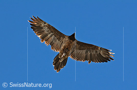 Foto: Bartgeier (Gypaetus barbatus) im Flug. Flügel ganz geöffnet. Ansicht von unten.