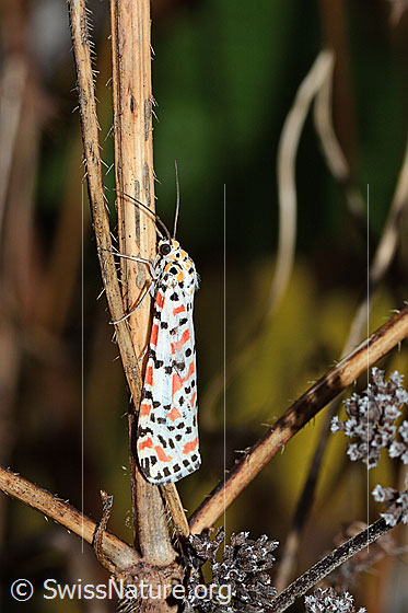 Photo: Utetheisa pulchella. View from the side. In Switzerland, it is only a migratory butterfly.
