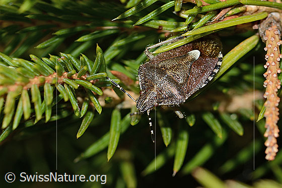 Foto: Beerenwanze (Dolycoris baccarum) auf Gewöhnlicher Fichte (Picea abies). Länge 13mm. Ansicht von seitlich oben.