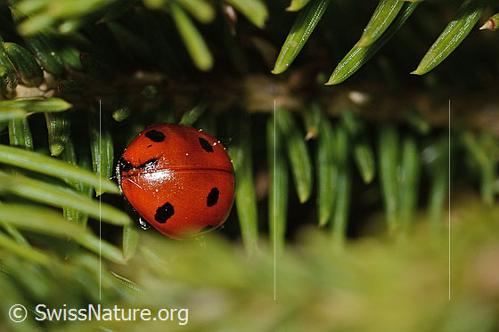 Foto: Siebenpunkt-Marienkäfer (Coccinella septempunctata) auf Gewöhnlicher Fichte (Picea abies). Länge 5.2 - 8mm. Ansicht von hinten. Der Marienkäfer hat beschädigte Flügeldecken.
