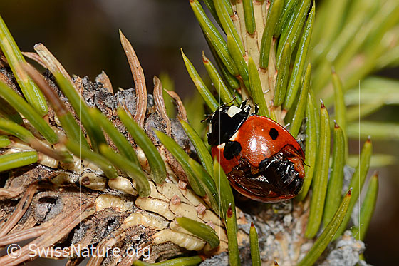 Foto: Siebenpunkt-Marienkäfer (Coccinella septempunctata) auf Gewöhnlicher Fichte (Picea abies). Länge 5.2 - 8mm. Ansicht von oben. Der Marienkäfer hat beschädigte Flügeldecken.