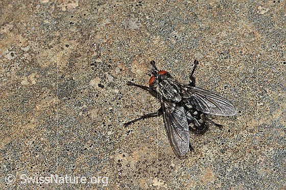Foto: Wahrscheinlich Graue Fleischfliege (Sarcophaga carnaria). Länge 11mm. Ansicht von hinten oben.