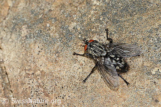Foto: Wahrscheinlich Graue Fleischfliege (Sarcophaga carnaria). Länge 11mm. Ansicht von seitlich oben.