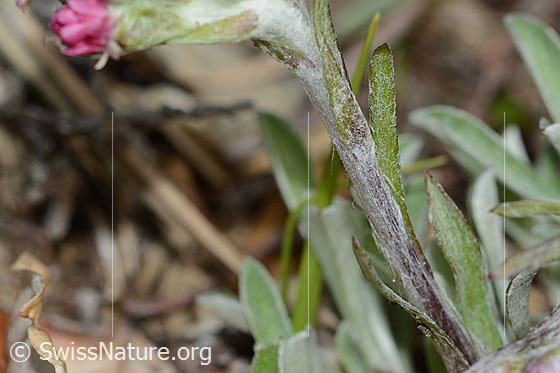 Foto: Gemeines Katzenpfötchen (Antennaria dioica). Stängel.