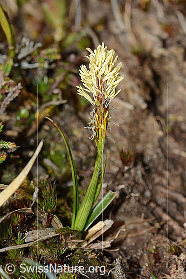 Frühlings-Segge (Carex caryophyllea)