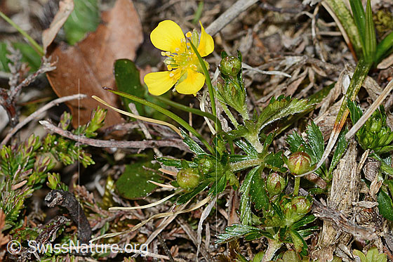 Photo: Potentilla erecta. Whole plant (habiti).