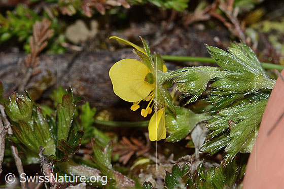 Photo: Potentilla erecta. Calyx and leaf underside.