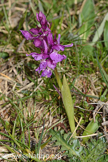 Foto: Männliches Knabenkraut (Orchis mascula). Ganze Pflanze (Habitus).