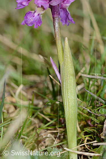 Foto: Männliches Knabenkraut (Orchis mascula). Hüllblatt und Stängel.