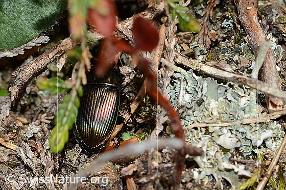 Foto: Wahrscheinlich Kupferfarbener Buntgrabläufer (Poecilus cupreus). Länge 9 - 13mm. Ansicht von oben.