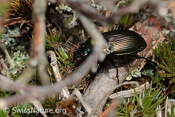 Foto: Wahrscheinlich Kupferfarbener Buntgrabläufer (Poecilus cupreus). Länge 9 - 13mm. Ansicht von seitlich oben.