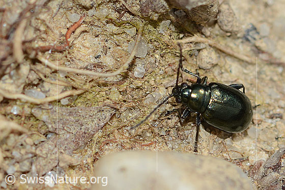 Photo: Altica oleracea. Length 3.5mm. View from above.