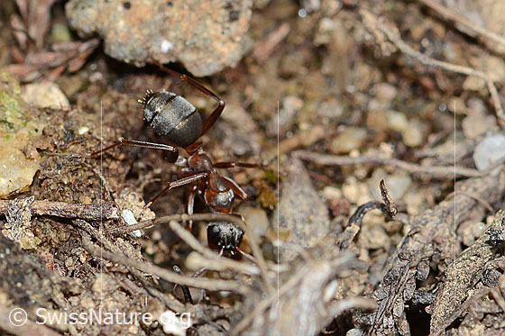 Photo: Formica rufa. Length 4 - 9mm. View from the side.