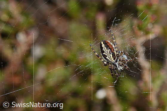 Foto: Eichblatt-Radspinne (Aculepeira ceropegia). Ansicht von oben.