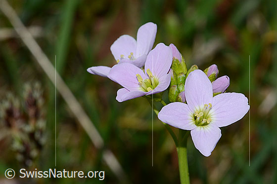 Photo: Cardamine pratensis. Blossoms.