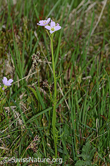 Photo: Cardamine pratensis. Whole plant (habiti).