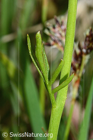 Foto: Wiesen-Schaumkraut (Cardamine pratensis). Stängel und Stängelblatt. Blattunterseite.