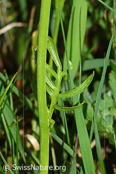 Foto: Wiesen-Schaumkraut (Cardamine pratensis). Stängel und Stängelblatt. Blattoberseite.