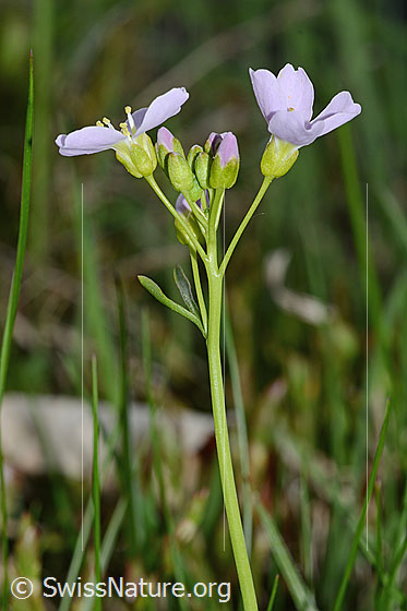 Foto: Wiesen-Schaumkraut (Cardamine pratensis). Kelch und Blüten. Ansicht von der Seite.