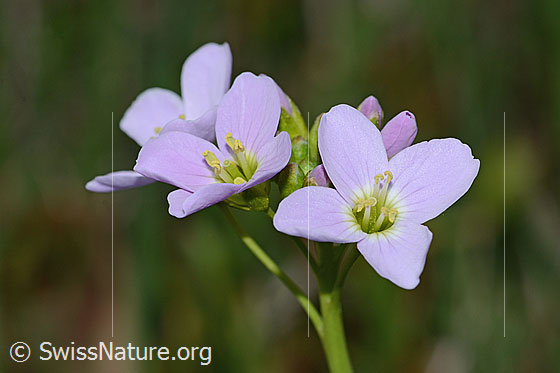 Foto: Wiesen-Schaumkraut (Cardamine pratensis). Blüten.