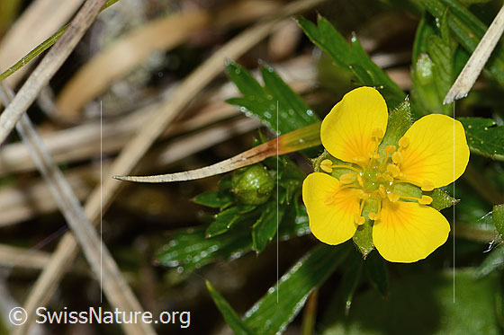 Photo: Potentilla erecta. Blossom.