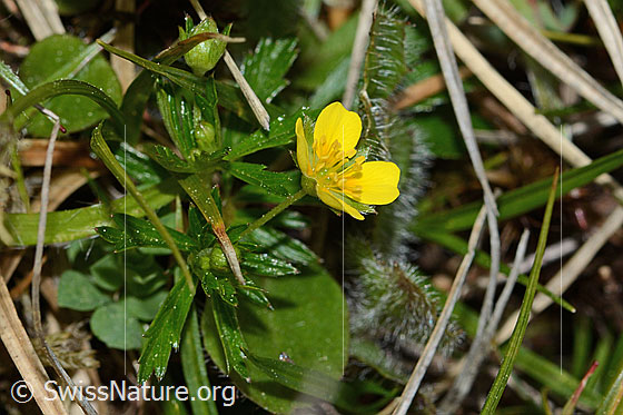 Photo: Potentilla erecta. Whole plant (habiti).