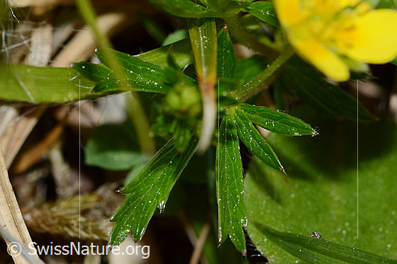 Photo: Potentilla erecta. Leaf.
