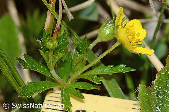 Photo: Potentilla erecta. Whole plant (habiti). View from the side.