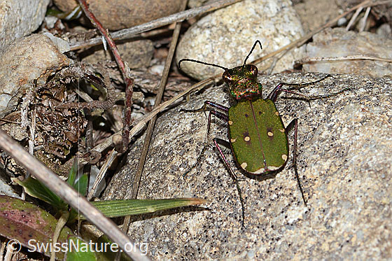 Photo: Cicindela campestris. View from behind top.