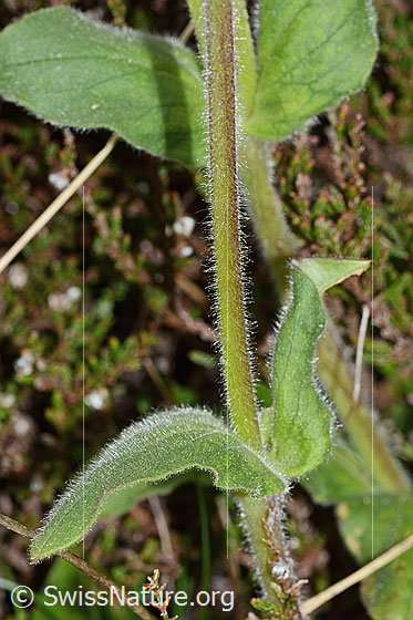 Foto: Rote Waldnelke (Silene dioica). Stängel und Blätter.