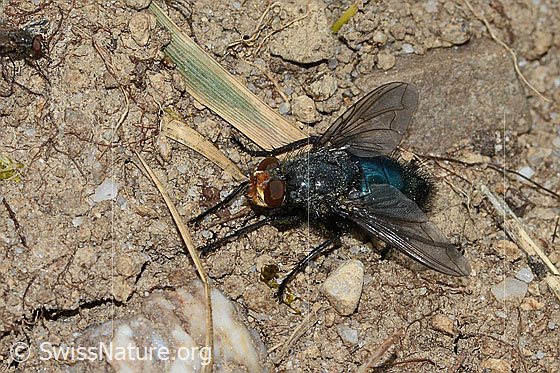 Photo: Cynomya mortuorum. Length 14mm. View from top front.
