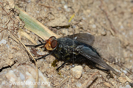 Totenfliege (Cynomya mortuorum)