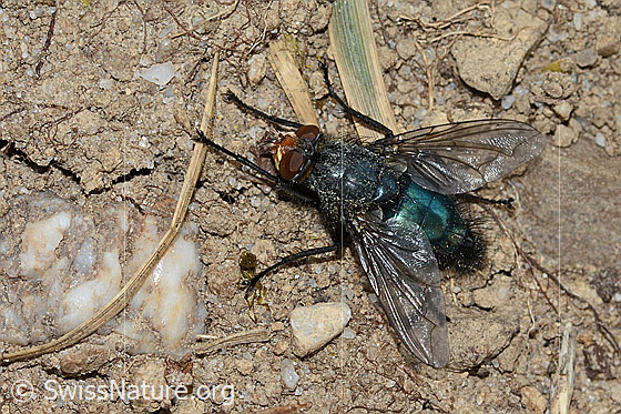 Photo: Cynomya mortuorum. Length 14mm. View from the side above.
