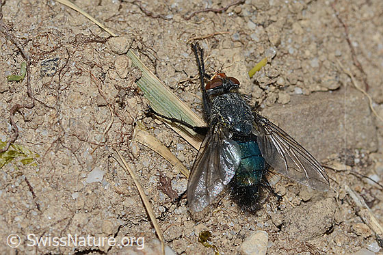 Photo: Cynomya mortuorum. Length 14mm. View from behind top.