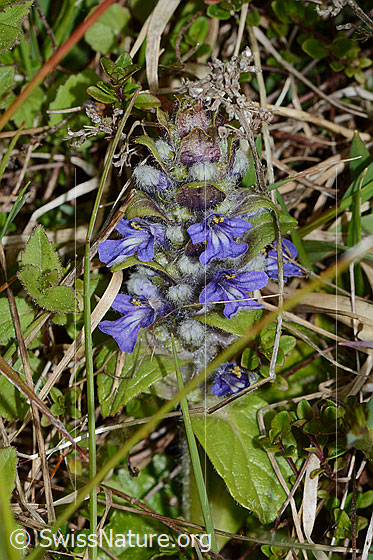 Photo: Ajuga reptans. Whole plant (habiti).