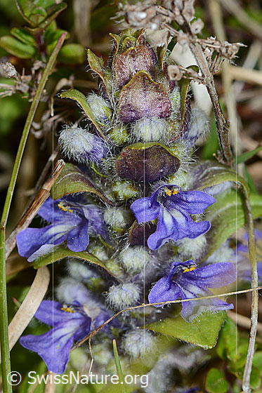 Photo: Ajuga reptans. Blossoms.