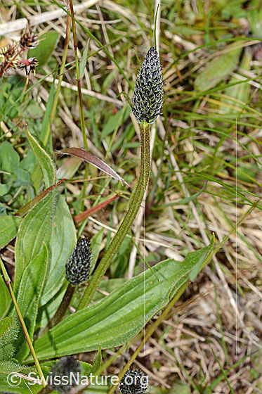 Foto: Spitz-Wegerich (Plantago lanceolata). Ganze Pflanze (Habitus).