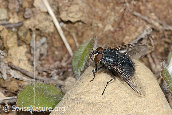 Foto: Calliphora vicina (Schmeissfliege). Länge 13mm. Männchen. Ansicht von seitlich oben.