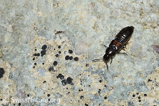 Photo: Probably Aleochara bipustulata. View from top front.