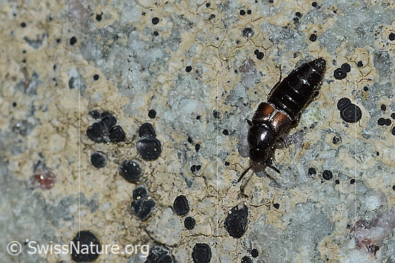Aleochara bipustulata (Kurzflügler)